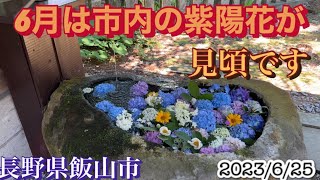 この6月は市内の紫陽花が見頃です（長野県飯山市）