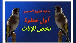 بداية تجهيز الحسون تبدأ من هنا