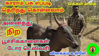 காராம் பசு கண்டறிவது எப்படி அதன் விளக்கம் ||அனைத்து நிறத்தில் பூச்சிக் காளைகள் டோர் டெலிவரி விளக்கம்