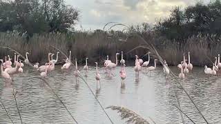 Parc ornithologique, Pont de Gau, France - 16 novembre 2024