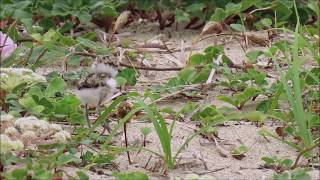 シロチドリのヒナ三兄弟：：白千鳥：Charadrius alexandrinus：Kentish Plover－神戸市垂水区－2020 06 03