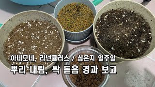 아네모네, 라넌큘러스 / 동생사, 하이드로볼, 유비상토, 분갈이 흙 / 식재 관찰 영상