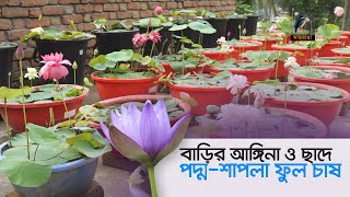 পদ্ম ও শাপলা চাষে চমক। Maasranga News