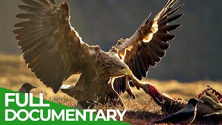 The Sea Eagle - King of the Seas | Free Documentary Nature