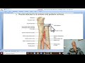 Musculo-skeletal Module I in Arabic 64 ( Interosseous membrane  ) , by Dr. Wahdan 2022