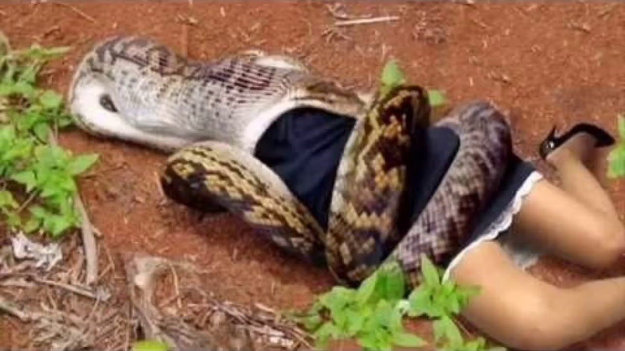 Giant Anaconda Eating Human “MUST WATCH” THEY SWALLOW SOO BAD - YouTube