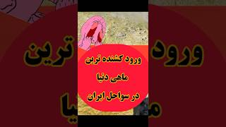 ❌ورود #مرگبارترین ماهی دنیا در سواحل ایران❌بفرست برا دوست طبیعتگردت شاید ی روز جونشو نجات داد #عقرب