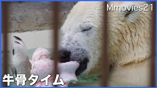 Polar Bears 朝から牛骨タイム 独り占めしたいホッキョクグマ リラ