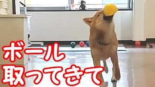 【豆柴】ボール遊び、ちゃんと持って来れるかな！？｜成功か？失敗か？【柴の子犬との遊び方】