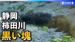 5000匹の大群、産卵へ　静岡・柿田川でアユ確認、狙うアオサギも