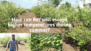 Ber#Indian jujube#Apple ber# Cultivation aspects# Horticulture# ICAR-JRF/SRF#Mad horti