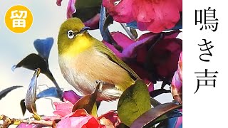 The call of the White-eye