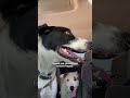 Sad Dog Has The Best Reaction To His New Brother | The Dodo