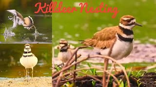 Killdeer Nesting🥚🥚 Killdeer Song 🎸🎺 Nature Relaxation