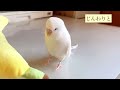 🕊緊張したインコはこんなかわいい動きをします🕊