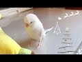 🕊緊張したインコはこんなかわいい動きをします🕊