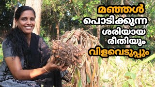 മഞ്ഞൾ പൊടിക്കുന്ന ശരിയായ രീതിയും വിളവെടുപ്പും | Manjal Krishi