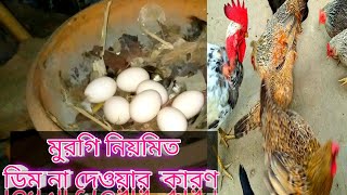 মুরগির নিয়মিত ডিম না পাড়ার কারণ।।  দেশি মুরগি পালন