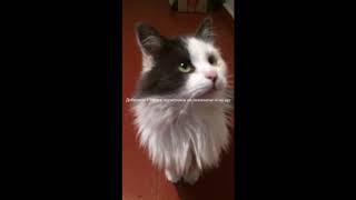 Відкриваю новий тренд!! #cats #cutecats #youtubeshorts #the_cat_myrzik106