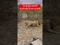 tug of war between lions lion animals funny facts comedy motivation best