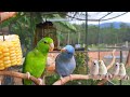 Funny bird sounds / forpus parrot bird singing and eating so happy #forpus #birdsounds #parrot