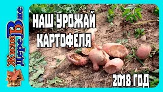 НАШ УРОЖАЙ КАРТОФЕЛЯ 2018 г. Что с ним случилось?