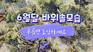 6월달 바위솔모습. 무름병이왔어요.