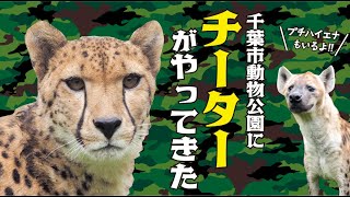 新たな人気者がやって来た！千葉市動物公園でチーター＆ブチハイエナに会える！