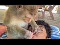 Good Zueii Monkey Skills In Caring For Her Brother's Lips