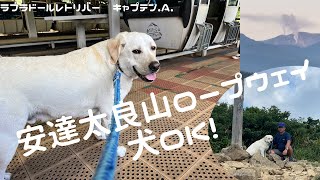 安達太良山ロープウェイ 犬OK！　ラブラドールレトリバー　キャプテン #139