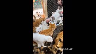 Funny Cats and Dogs video 2023 #funny #cats #shorts #short #dog #2023