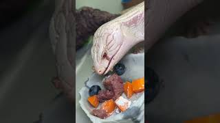 Let’s feed some blue tongues #lizard #lizards #reptile #reptiles #asmr #bluetongue #skink #skinks