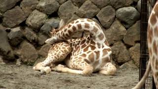 Too Cute! Giraffe calf sleeping.眠るキリンの子供。