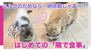 微妙な距離感でやってきた猫たちの【初めての一緒に食事タイム】♪ととの「あのモデル座り」も登場します＾＾