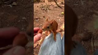 Hörnchen Fütterung (#Shorts Version) | Squirrel Feeding #eichhörnchen #squirrel #squirrels #nuts