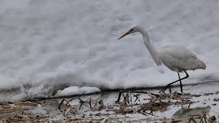 Great egret foraging foot shaking 　बगुला चारा खोज रहा है।　ダイサギの採餌　追い出し 足ゆすり