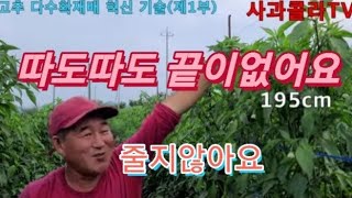 제1부 고추 따도따도 끝이없어 korea red pepper.농업기술.고추가격