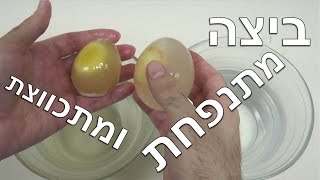 ביצה מתנפחת ומתכווצת