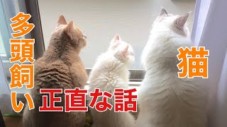 【猫の多頭飼い】良い事・残念な事、正直にお話しします