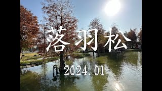 2024.01_虎尾(彩繪剪紙藝術村_青埔落羽松秘境_澄霖沉香味道森林館)_西螺黃家九層粿