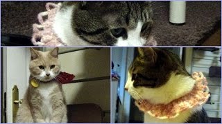 お地蔵ねこ＆マフラー猫；おもしろ猫動画”こむぎ＆だいず”