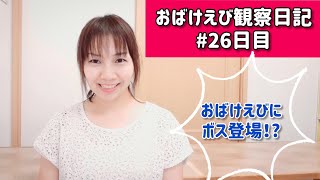 おばけえび観察日記#26日目⑩おばけえびにボス登場！?