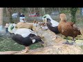 spectacled eiders in