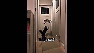 Ninja cat #fyp #viral #edit #funk #cat #ninja