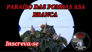 De Voltar ao paraíso das pombas asa branca com PCP BEHEMOTH PS-R3-SF