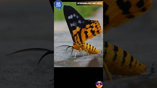 DYSPHANIA MILITARIS MOTH(AUDIO) @DISCOVER WHATZ UNIQUE #MOTH #India #butterfly #Asia #VIRAL #IUCN