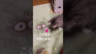 【はな豆】ボール遊びする可愛い子ちゃん【1/27】 #shorts #cat #サイベリアン #子猫