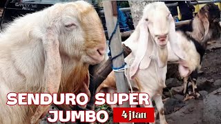 SENDURO SUPER JUMBO‼️HARGA KAMBING HARI INI DIPASAR DAMPIT MALANG