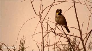 Dead Sea Sparrow - Passer moabiticus - דרור ירדן