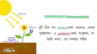 সালোকসংশ্লেষণ (Photosynthesis)